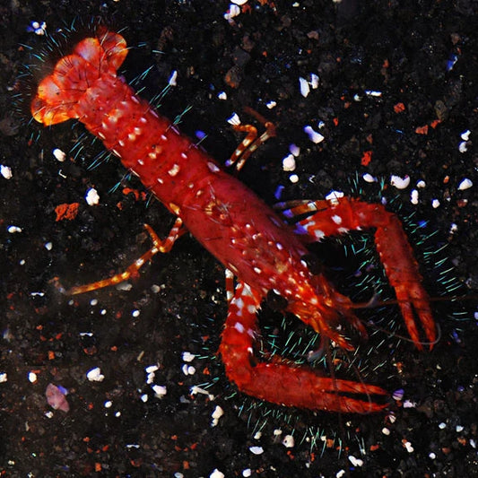 Hawaiian Red Hairy Reef Lobster