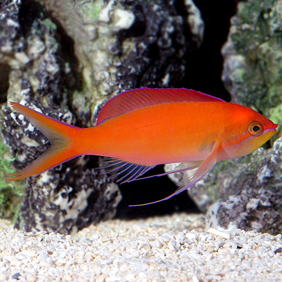 Disper Anthias Male