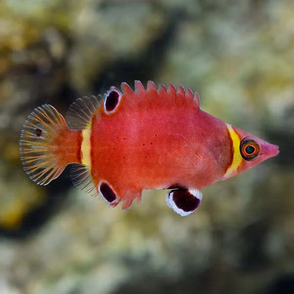 Red Arrowhead Wrasse (Rare)