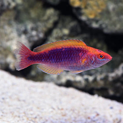 Lubbock's Fairy Wrasse
