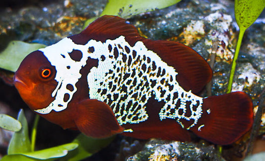 Lightning maroon clownfish