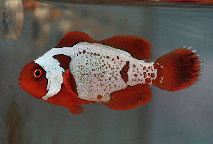 Lightning maroon clownfish