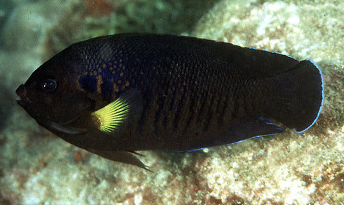 Yellowfin Angelfish
