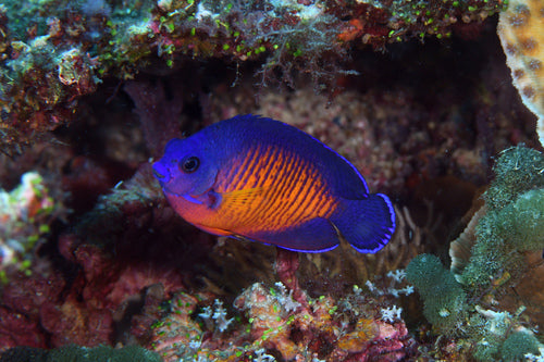 Philippines Coral Beauty