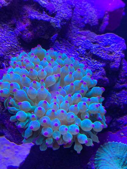 (Imported) PINK Bubble Tip Anemone