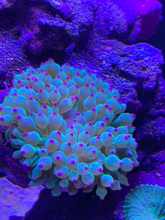 (Imported) PINK Bubble Tip Anemone