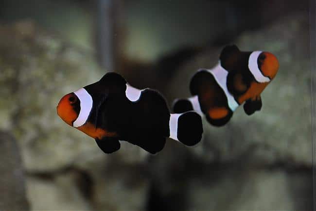 Maine Mocha Clownfish - (IMPORTED DESIGNER CLOWN)