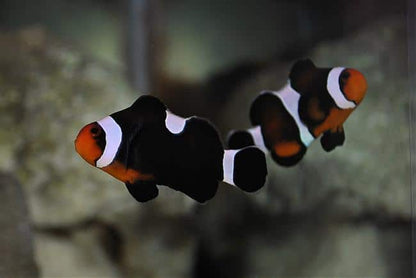 Maine Mocha Clownfish - (IMPORTED DESIGNER CLOWN)