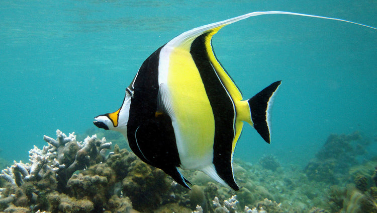 Moorish idol