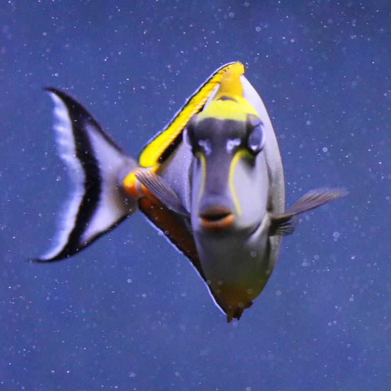 Yellow Lipstick Naso Tang