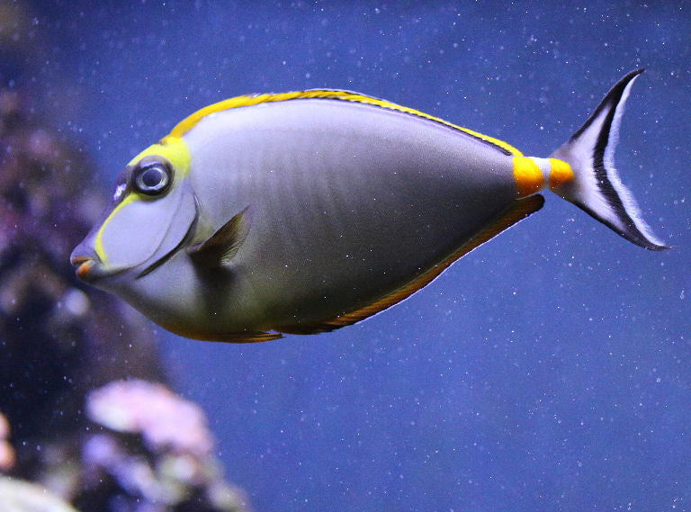 Yellow Lipstick Naso Tang