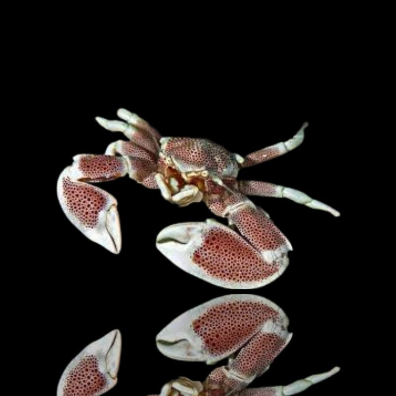 Porcelain anemone crab