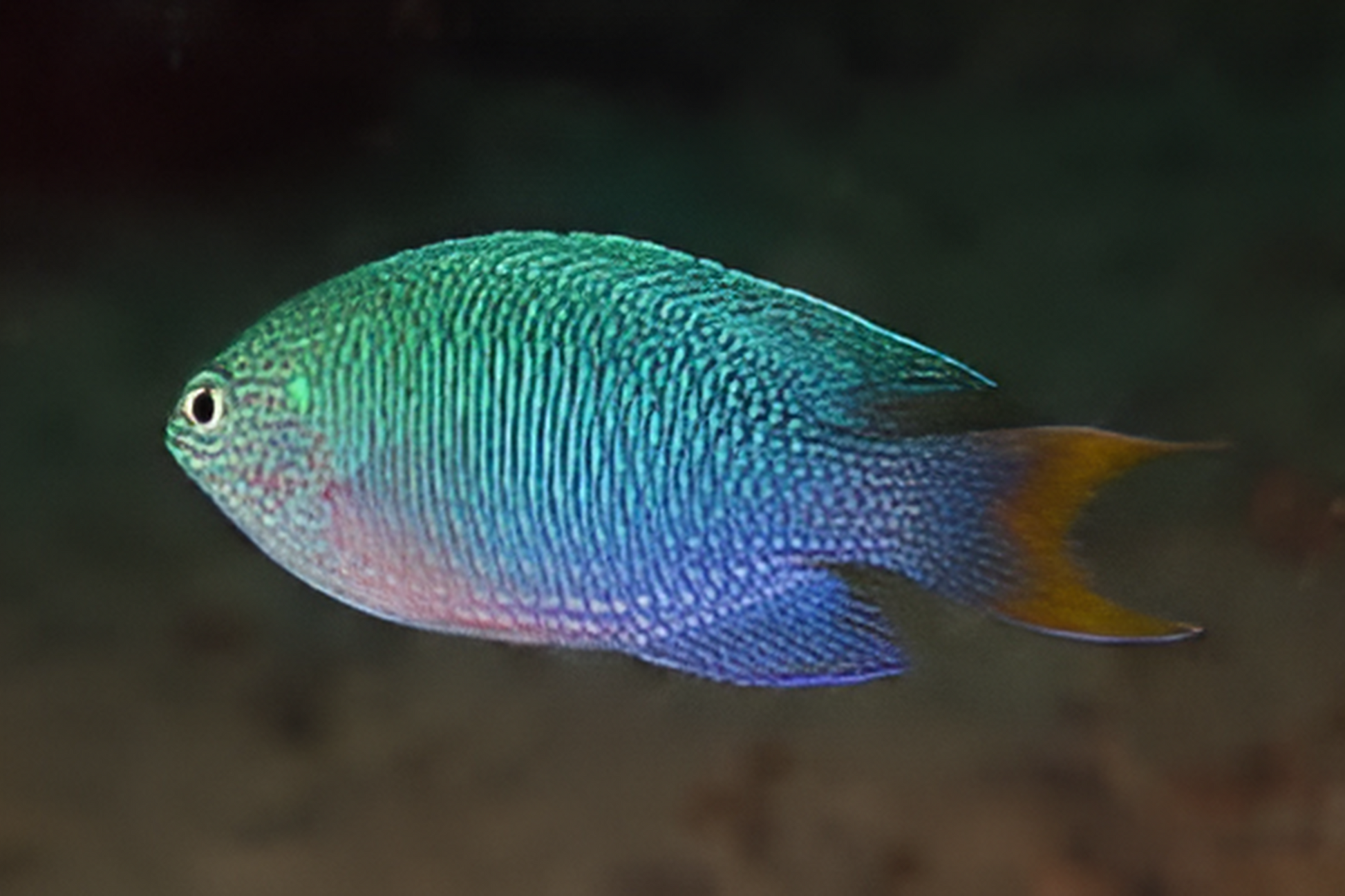 Peacock Damsel – Chennai Marine Aquarium