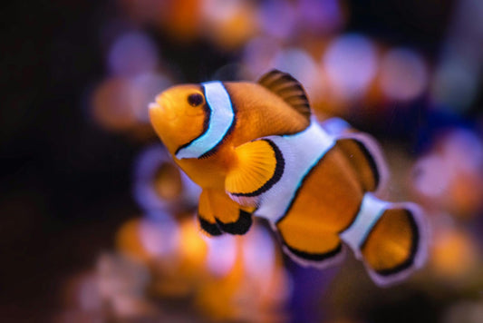 Orange Ocellaris Clown Fish (Percula Clowns)