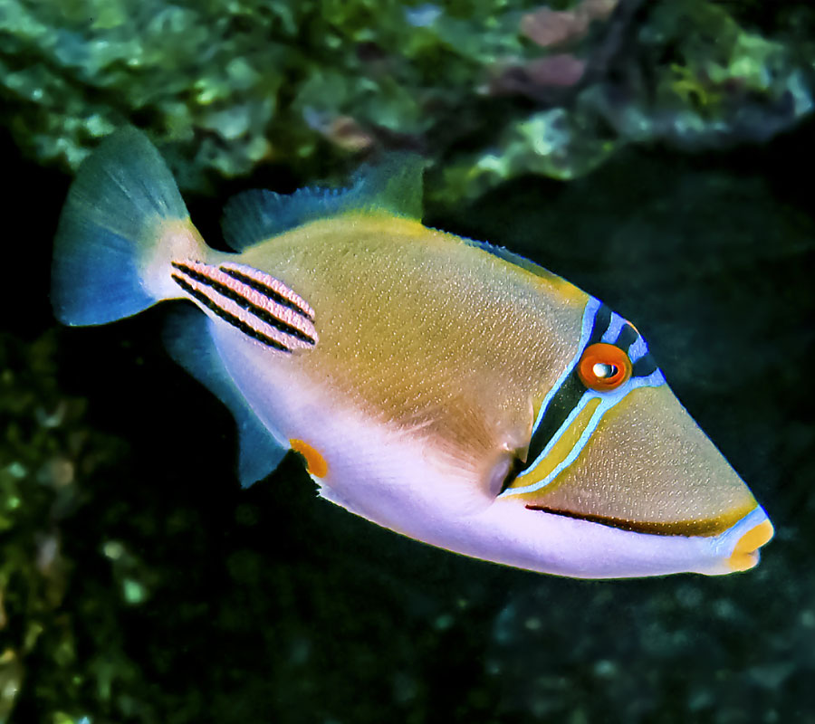 Picasso Trigger Fish