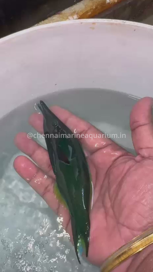 Blue green bird wrasse