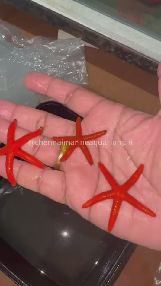 Orange Finger Star