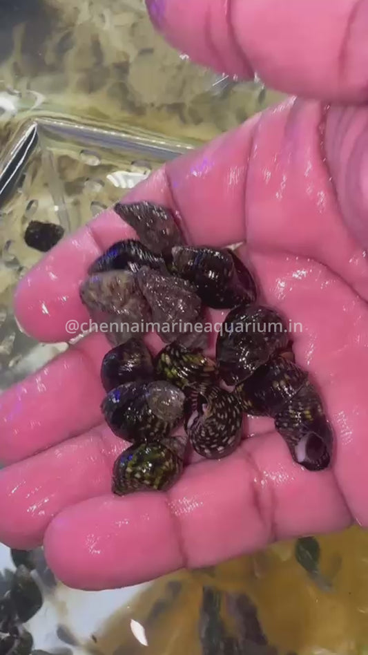 Zebra striped Snails (algae eaters)
