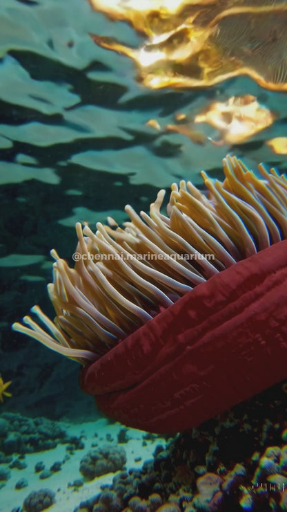 Red base Ritteri Anemone