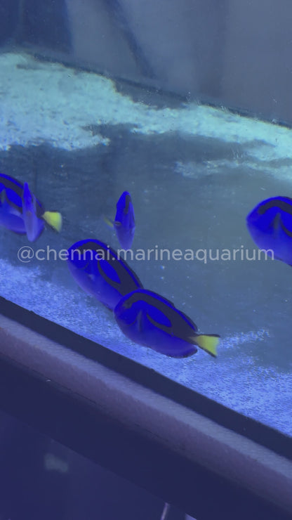 Blue Surgeonfish / Regal Blue Tang