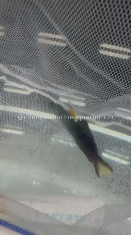 Scissortail Rat Goby