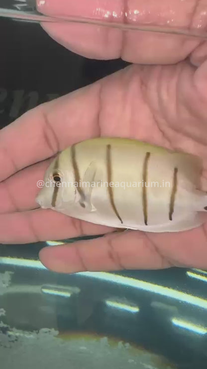Indonesian Convict Surgeonfish