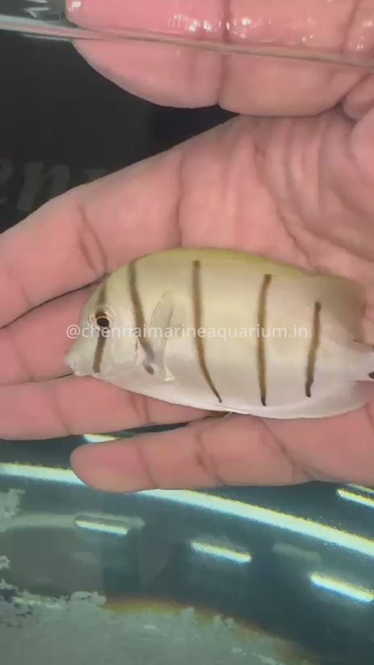 Indonesian Convict Surgeonfish