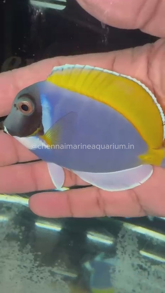SriLankan Powder Blue Tang
