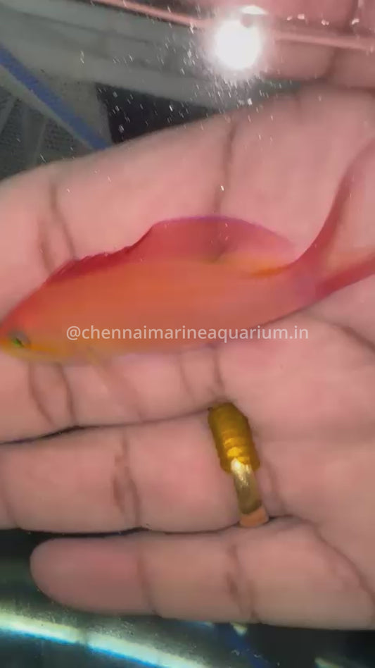 Disper Anthias Male