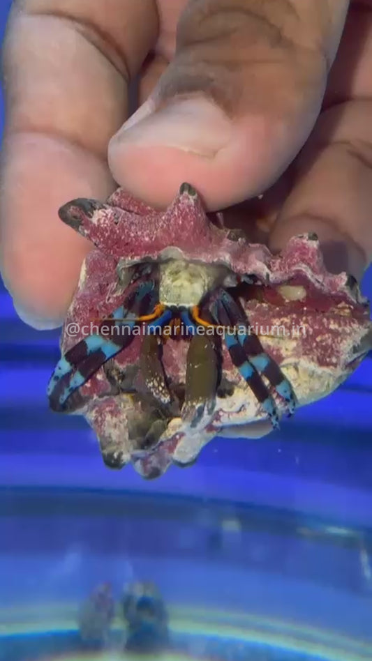 Blue Legged Hermit Crab (reef safe)