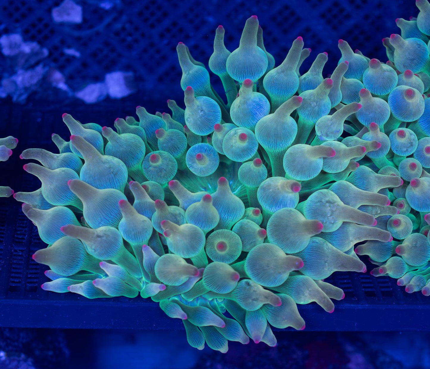 (Imported) PINK Bubble Tip Anemone