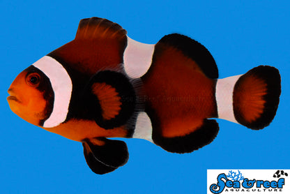 Maine Mocha Clownfish - (IMPORTED DESIGNER CLOWN)
