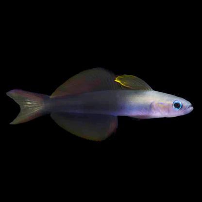 Scissortail Rat Goby