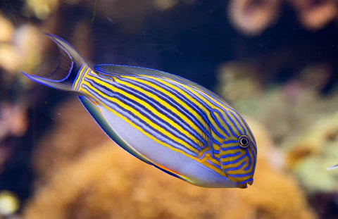 Clown Tang