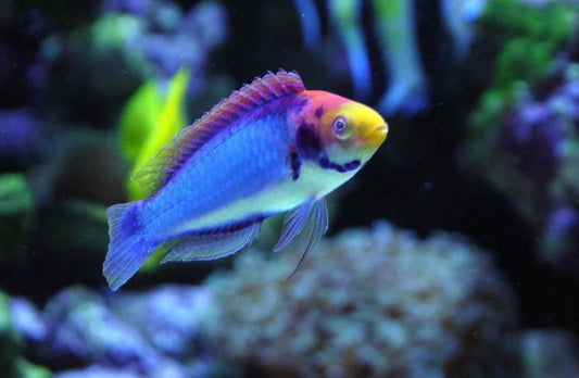 Black-Gill / Solar Fairy Wrasse