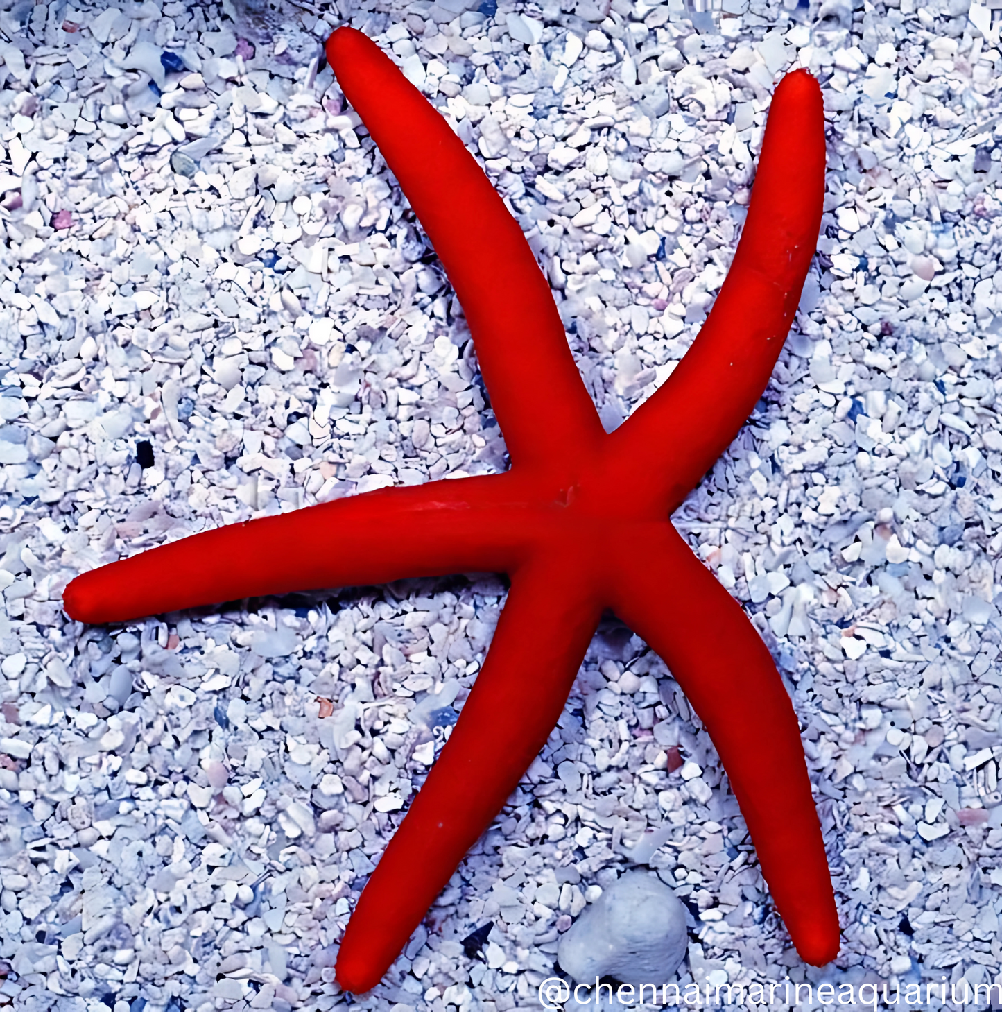 Orange Finger Star