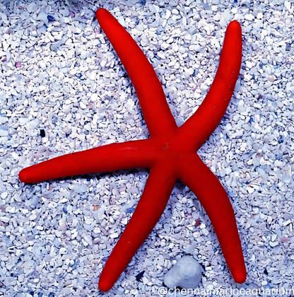 Orange Finger Star