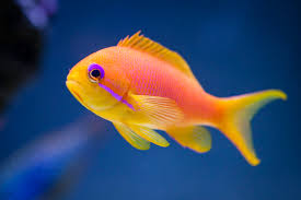 Blue Eyed Anthias Male