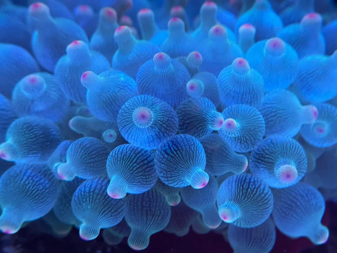 (Imported) PINK Bubble Tip Anemone