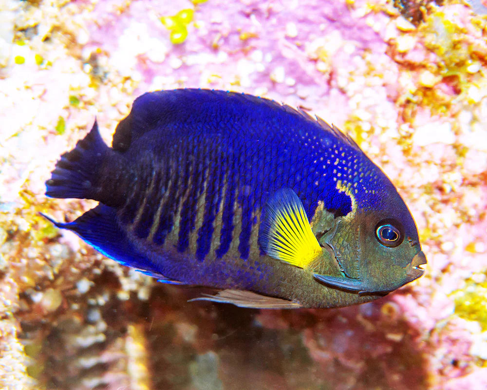 Yellowfin Angelfish
