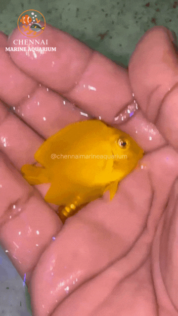 Philippines Yellow Tang